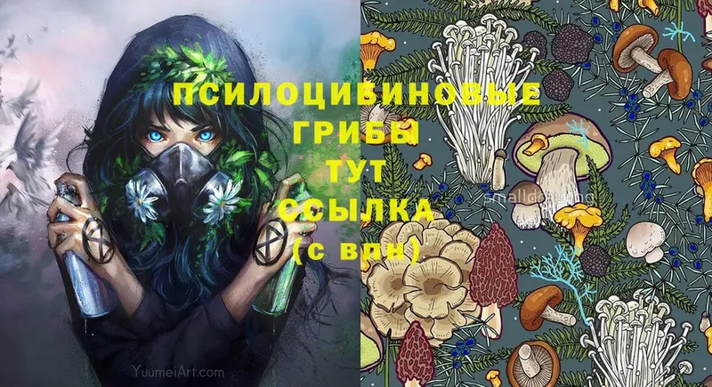 Псилоцибиновые грибы Psilocybe  Тайга 